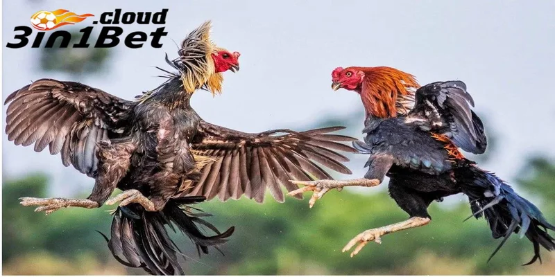 Một số thể loại đá gà trực tiếp 3IN1BET được ưa chuộng nhất