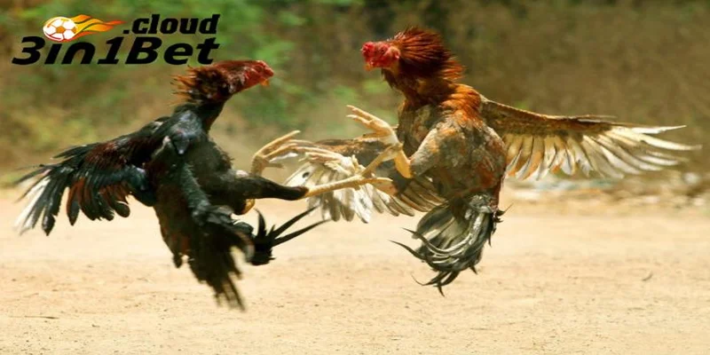 Những yếu tố giúp chiến kê giành chiến thắng